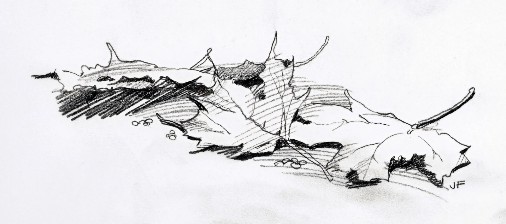 Leaves